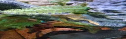 Cichlids fish for sale: plecos, electric blu Dempsey, emp snakehead,Oscars - Advert 11