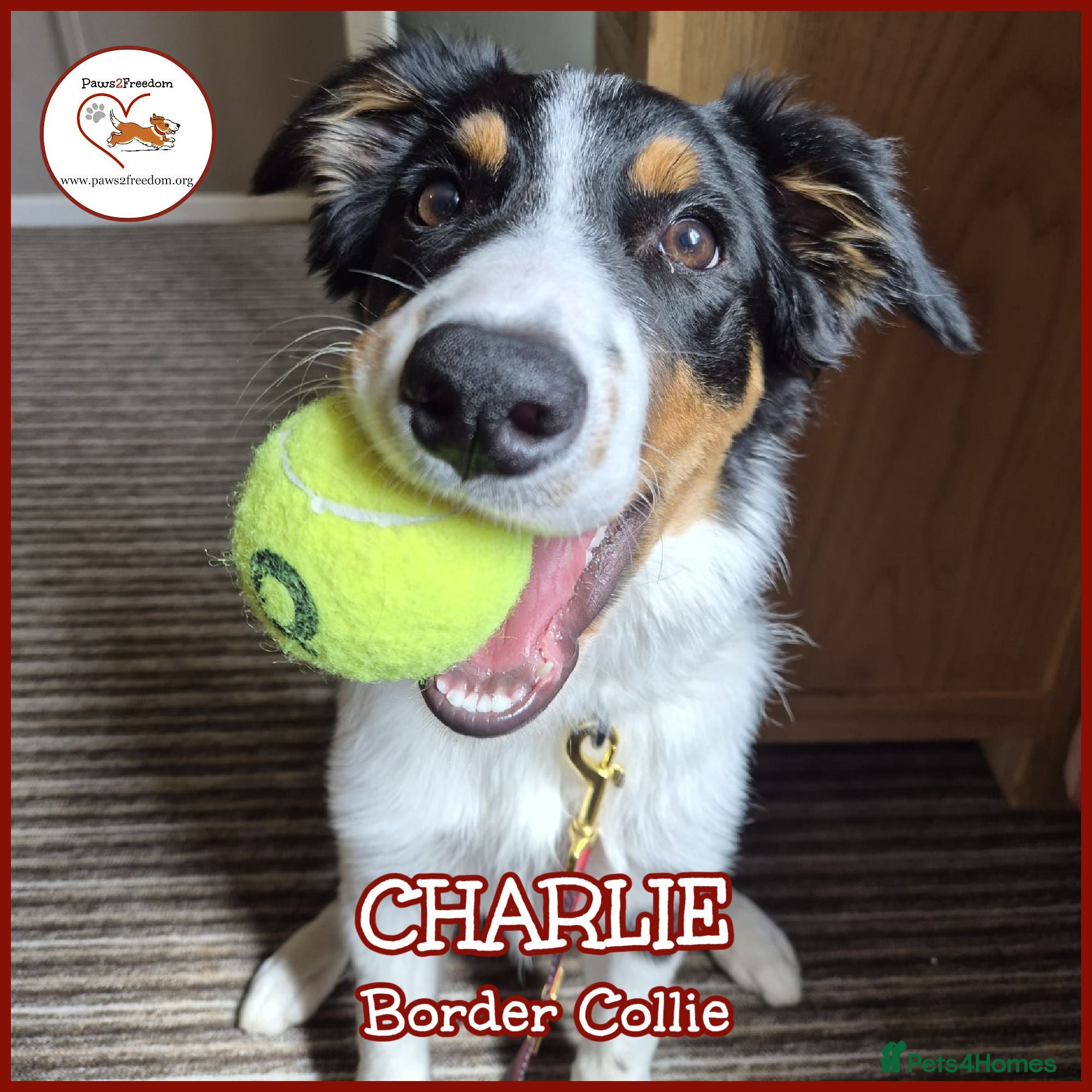 Border Collie dogs CHARLIE - COLLIE - FOR ADOPTION IN CORNWALL/DEVON - Advert 3