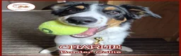 Border Collie dogs for adoption: CHARLIE - COLLIE - FOR ADOPTION IN CORNWALL/DEVON - Advert 1