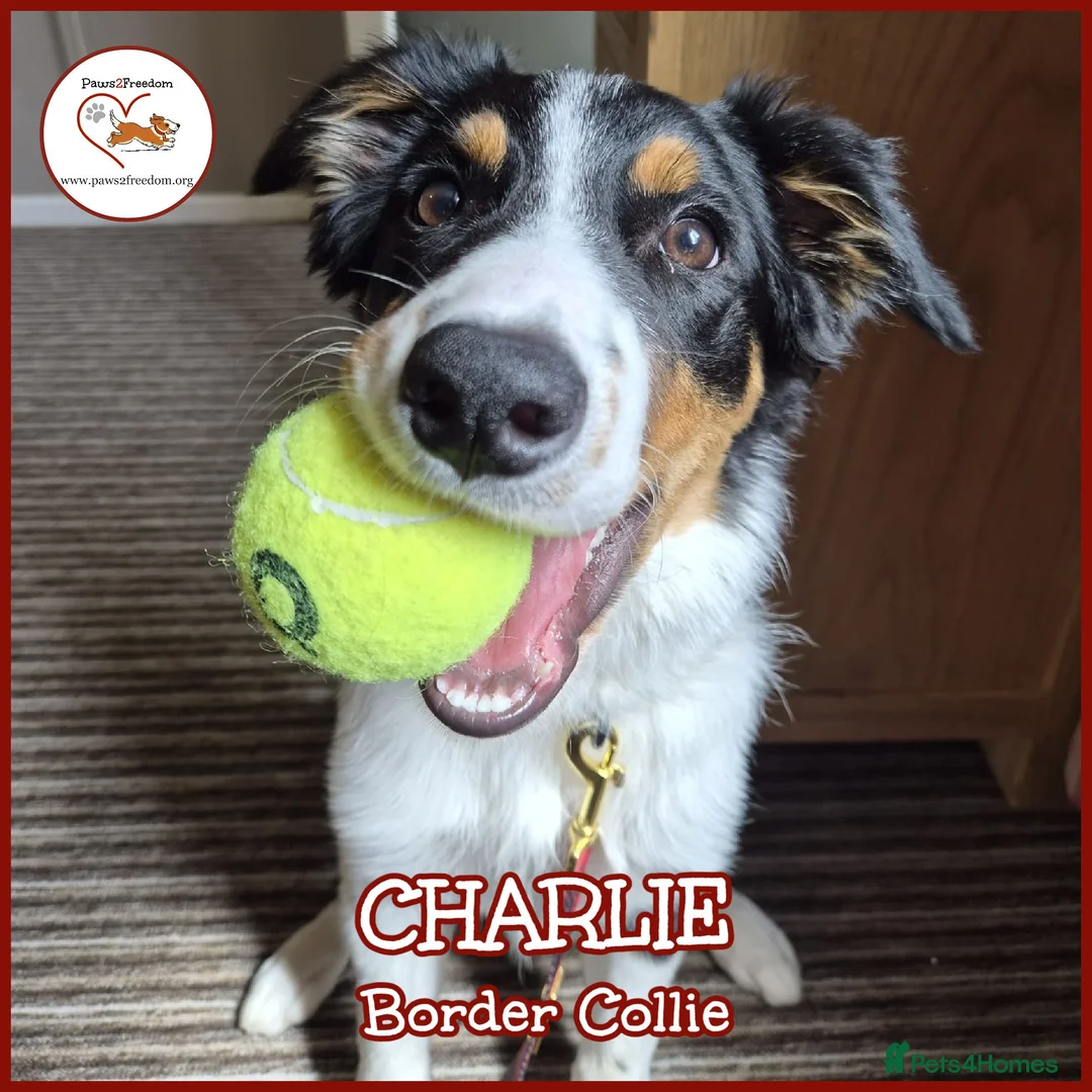 Border Collie dogs for adoption: CHARLIE - COLLIE - FOR ADOPTION IN CORNWALL/DEVON - Advert 1