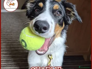 Border Collie dogs CHARLIE - COLLIE - FOR ADOPTION IN CORNWALL/DEVON - Advert 3
