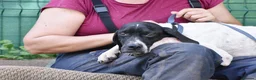 Pointer dogs for adoption: Dunia - Advert 7