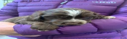 Cocker Spaniel dogs for sale: K.C REGISTERED COCKER SPANIEL PUPPIES - Advert 7