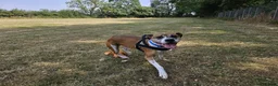 Boxer dogs for adoption: Bentley - Advert 2