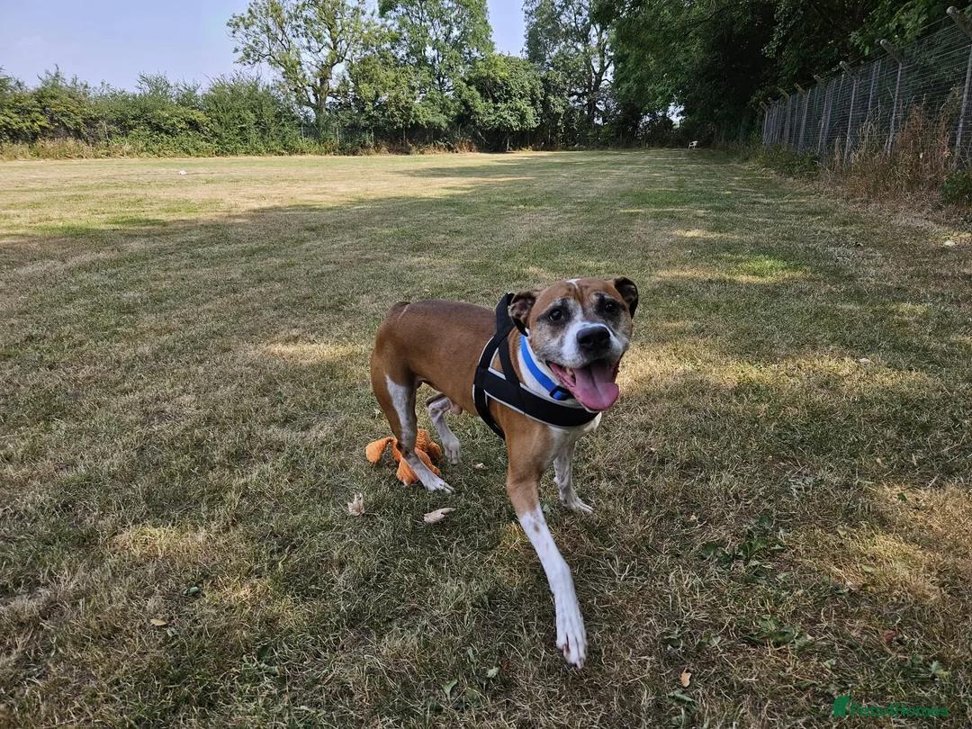 Boxer dogs for adoption: Bentley - Advert 2