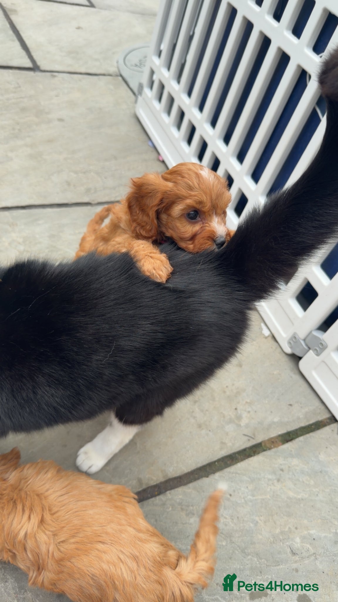 Cavapoo dogs READY NOW F1’S & 🥰dna health clear parents,💙🩷  - Advert 1