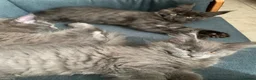 Maine Coon cats for sale: Beautiful Maincoons from registered parents - Advert 2
