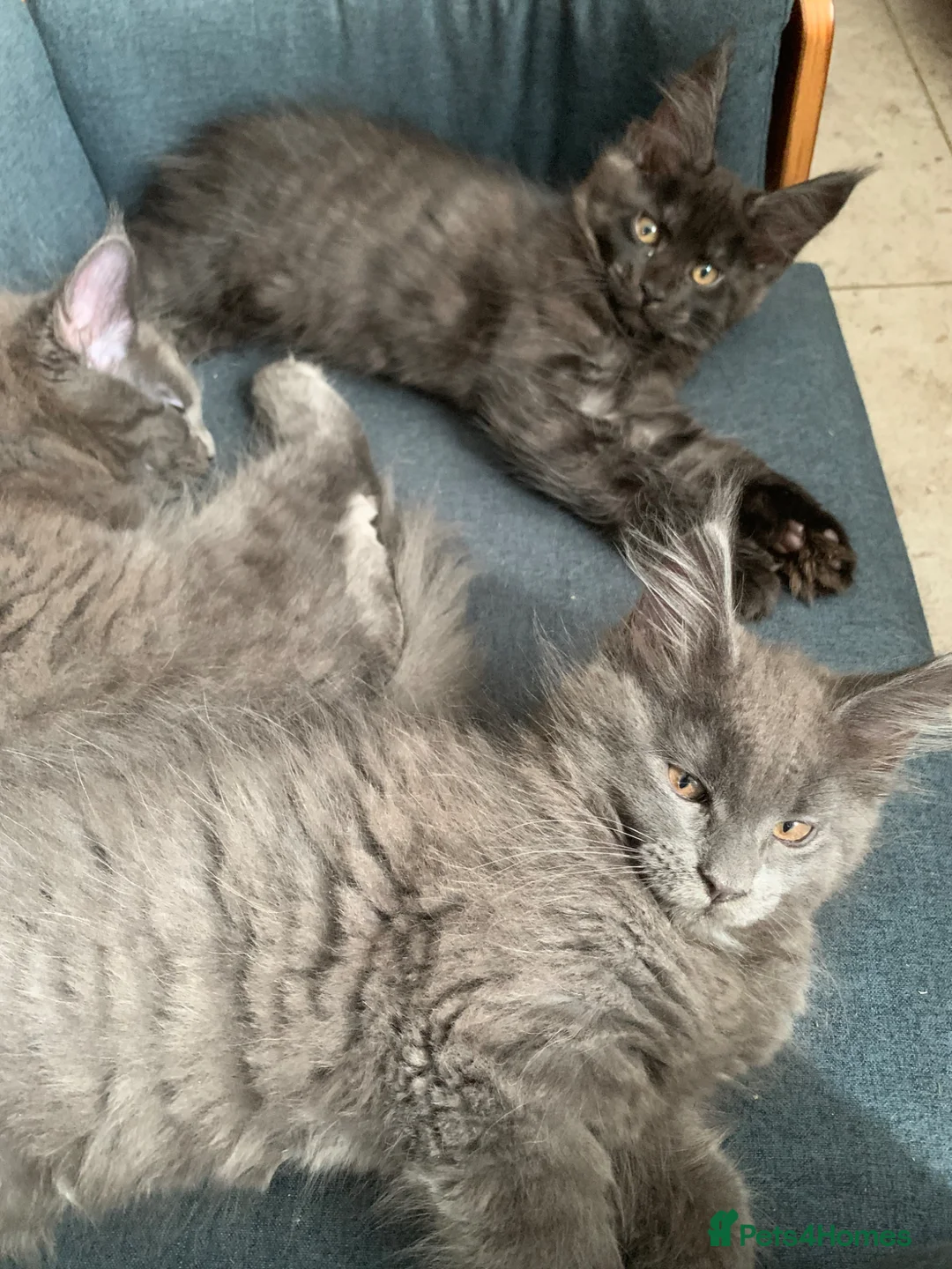 Maine Coon cats for sale: Beautiful Maincoons from registered parents - Advert 2