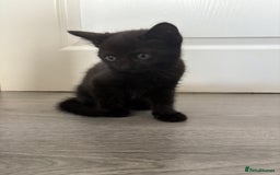 Bombay cats for sale: 1 Male 1 Female Bombay Mix kitten  - Image 2