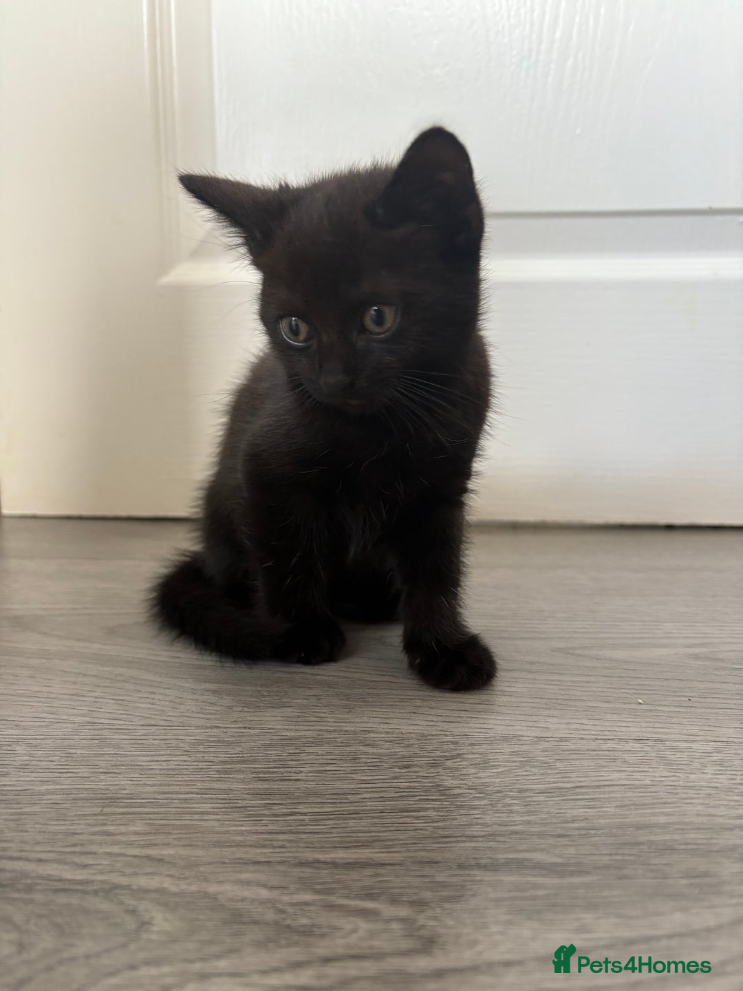Bombay cats for sale: 1 Male 1 Female Bombay Mix kitten  - Image 2