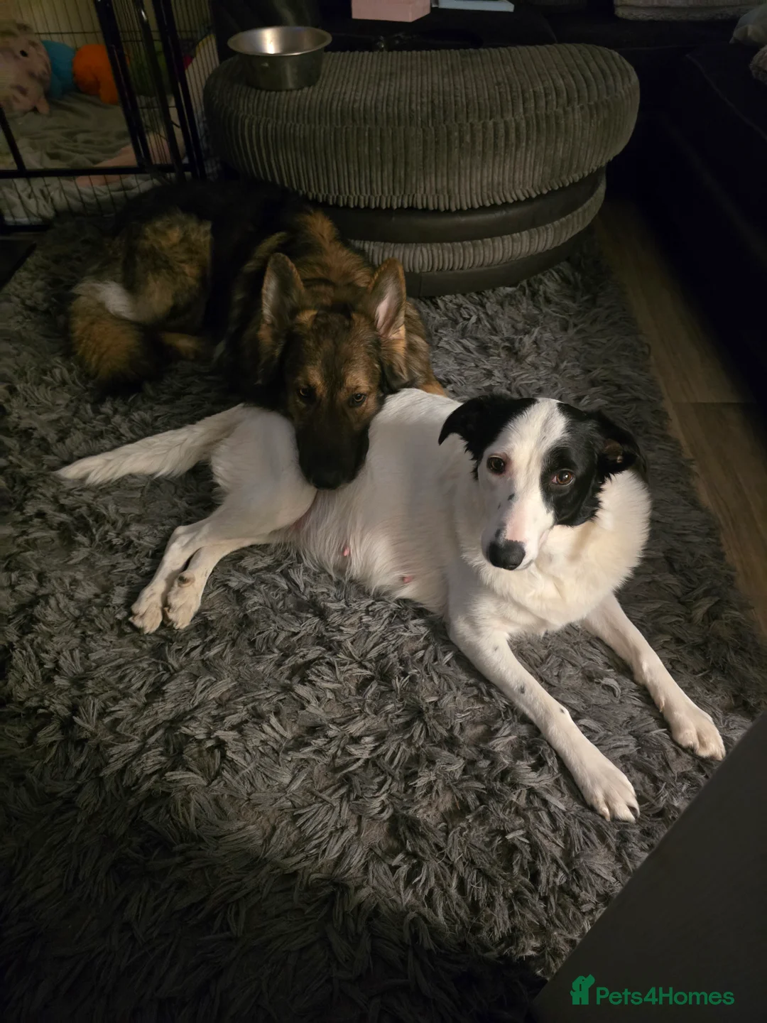 Mixed Breed dogs for sale: 8 black beautiful shollie pups. - Advert 2