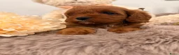 Cavapoo dogs for sale: Our newest litter have arrived.  - Advert 5