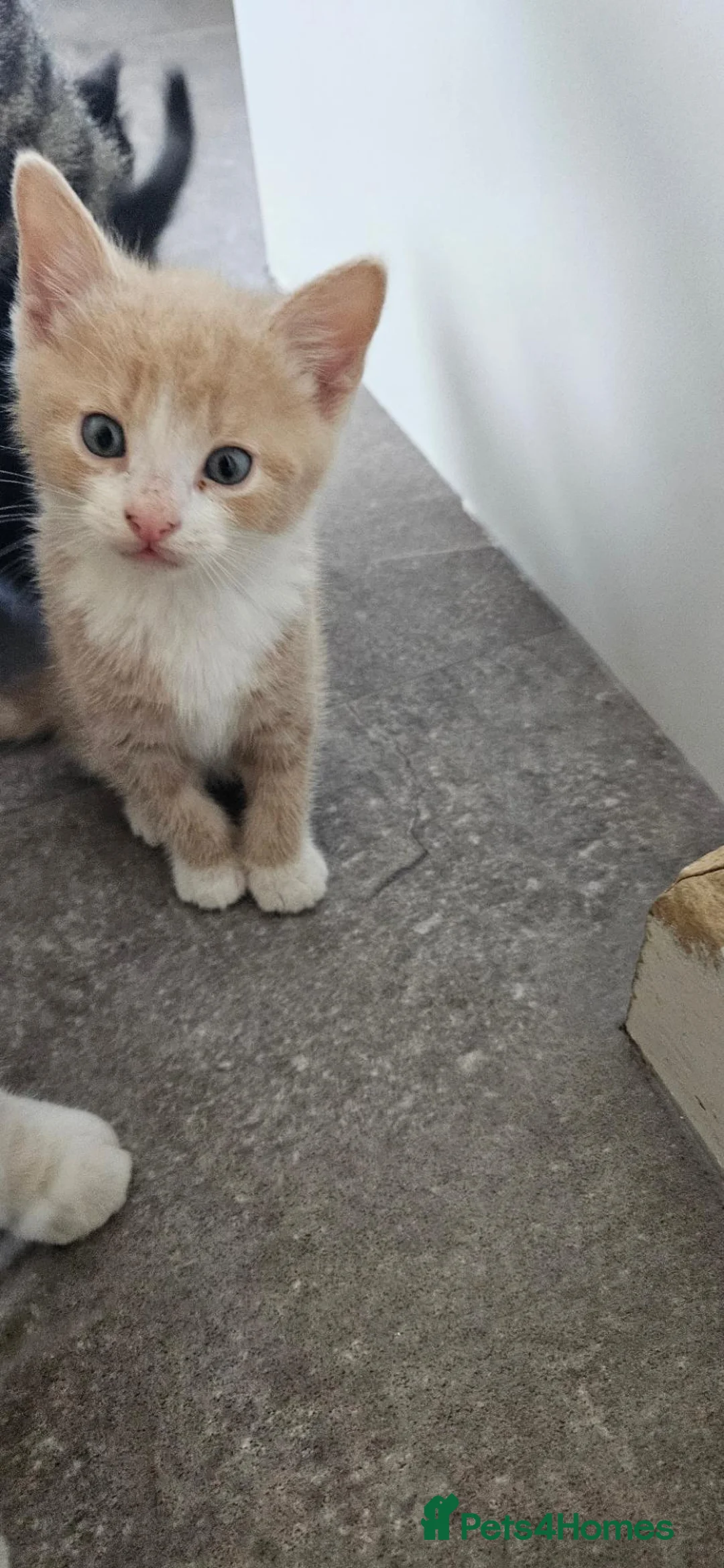 Mixed Breed cats for sale: Mainecoon bloodline  - Advert 15
