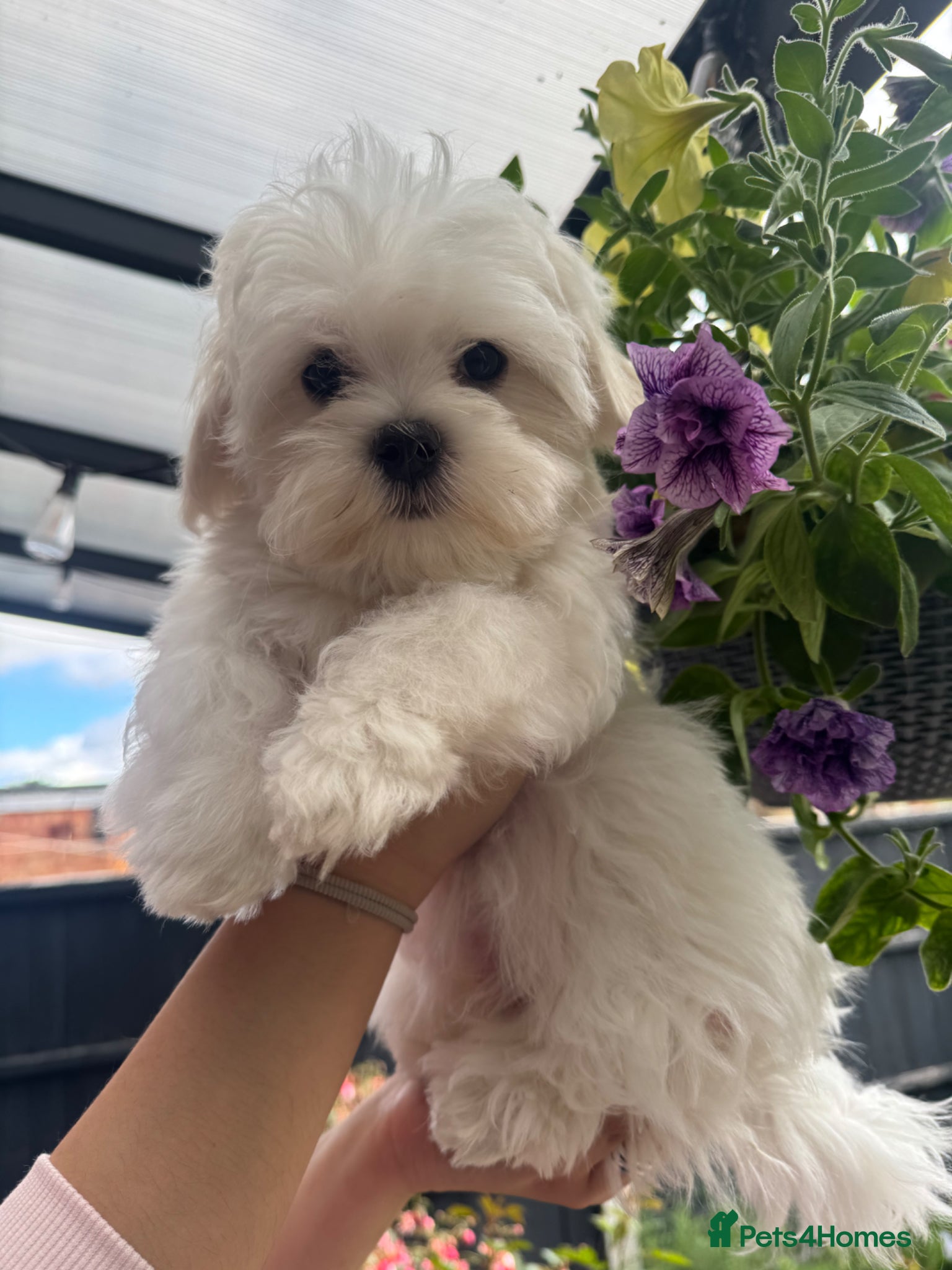 Maltese dogs 😍Tiny gorgeous Maltese puppies🥰  - Advert 14