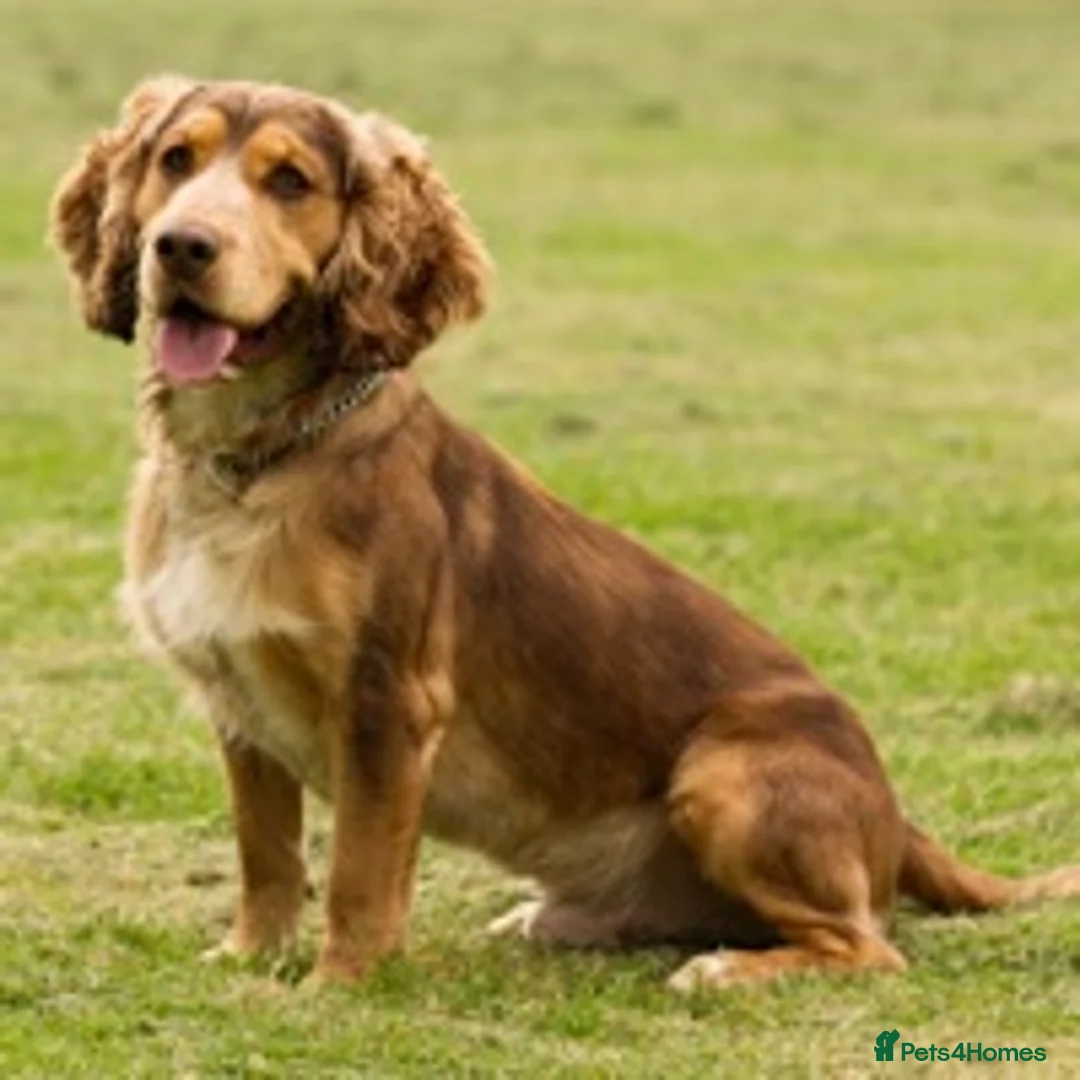 Cocker Spaniel dogs for stud: Cocker Spaniel Chocolate Sable for stud in Bedford - Advert 2