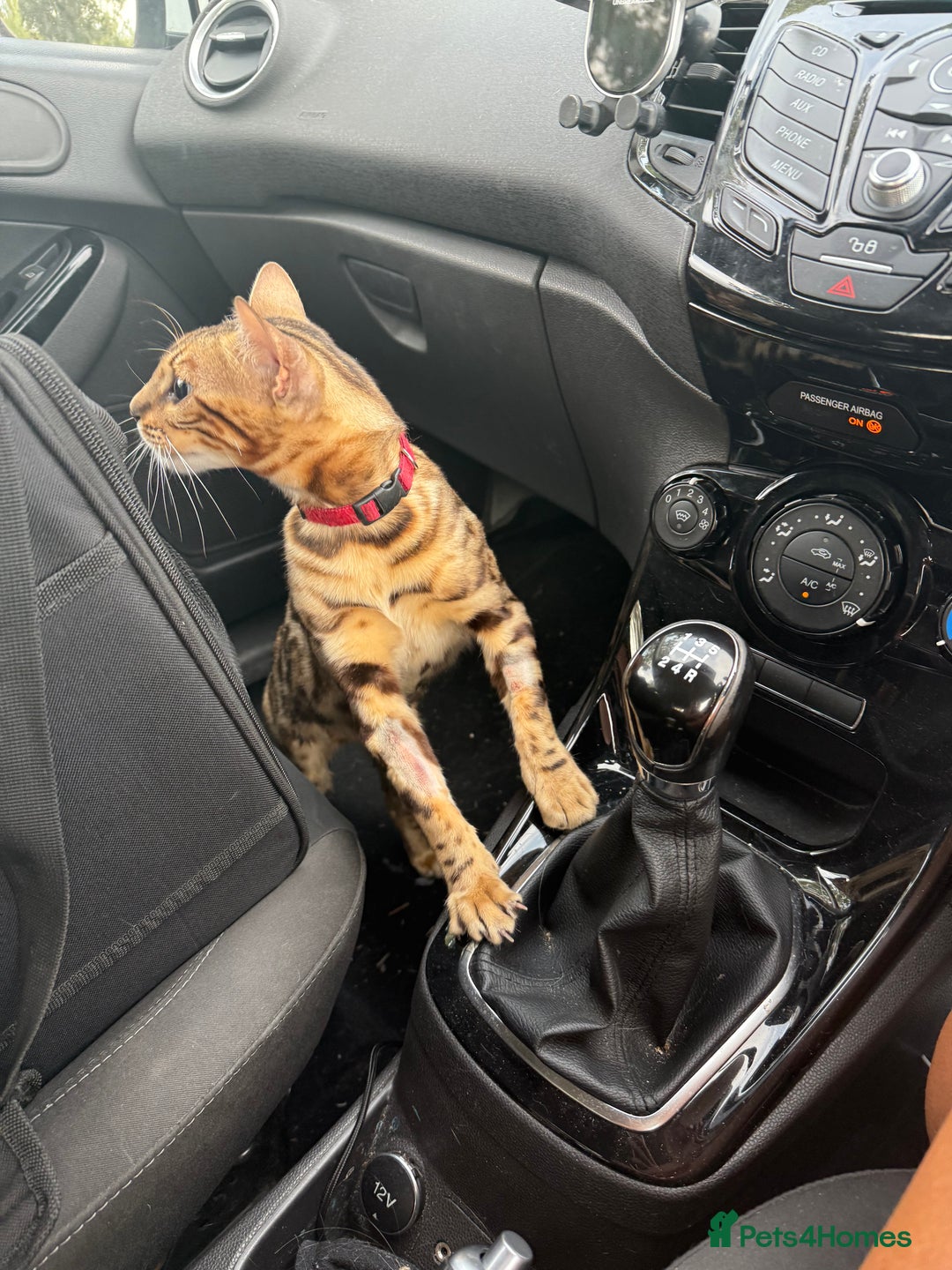Bengal cats for sale: Glitter Bengal brown rosette - Image 3