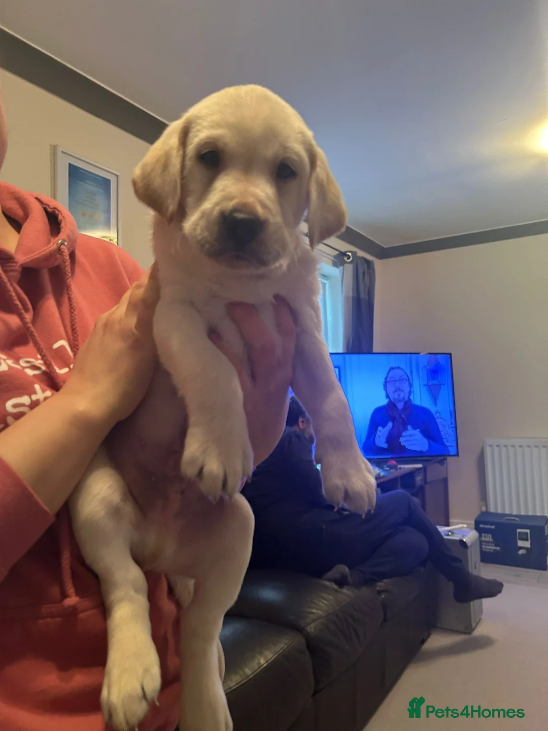 Labrador Retriever dogs for stud: Jake for stud only in Winsford - Advert 6