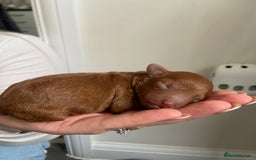 Toy Poodle dogs for sale: Beautiful Toy poodle puppy  - Image 6