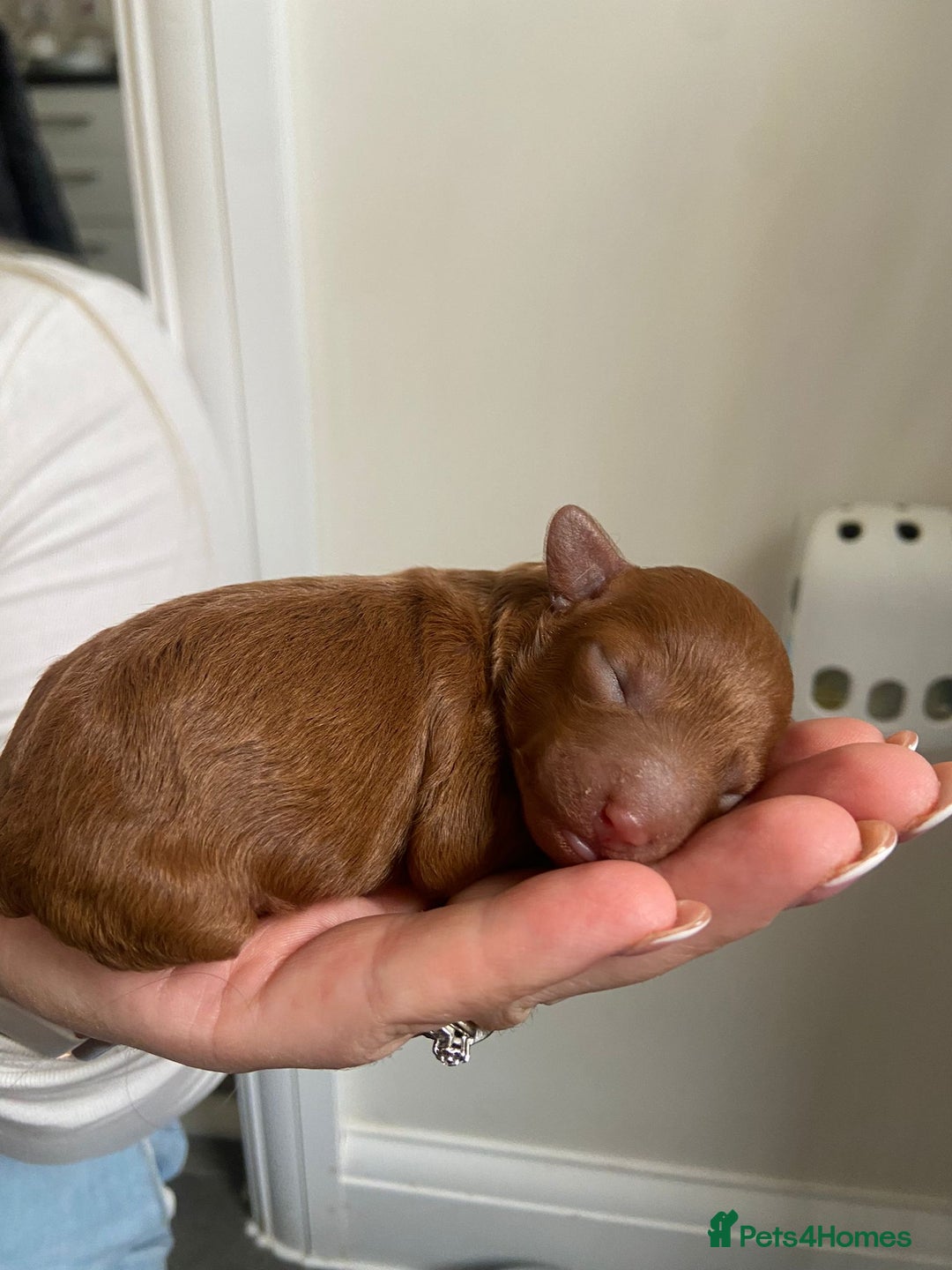 Toy Poodle dogs for sale: Beautiful Toy poodle puppy  - Image 6