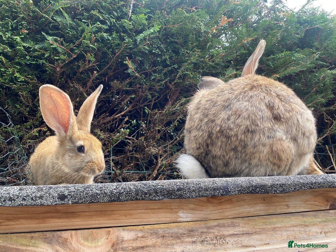 Continental Giant rabbits for sale: Continental giant - Image 13