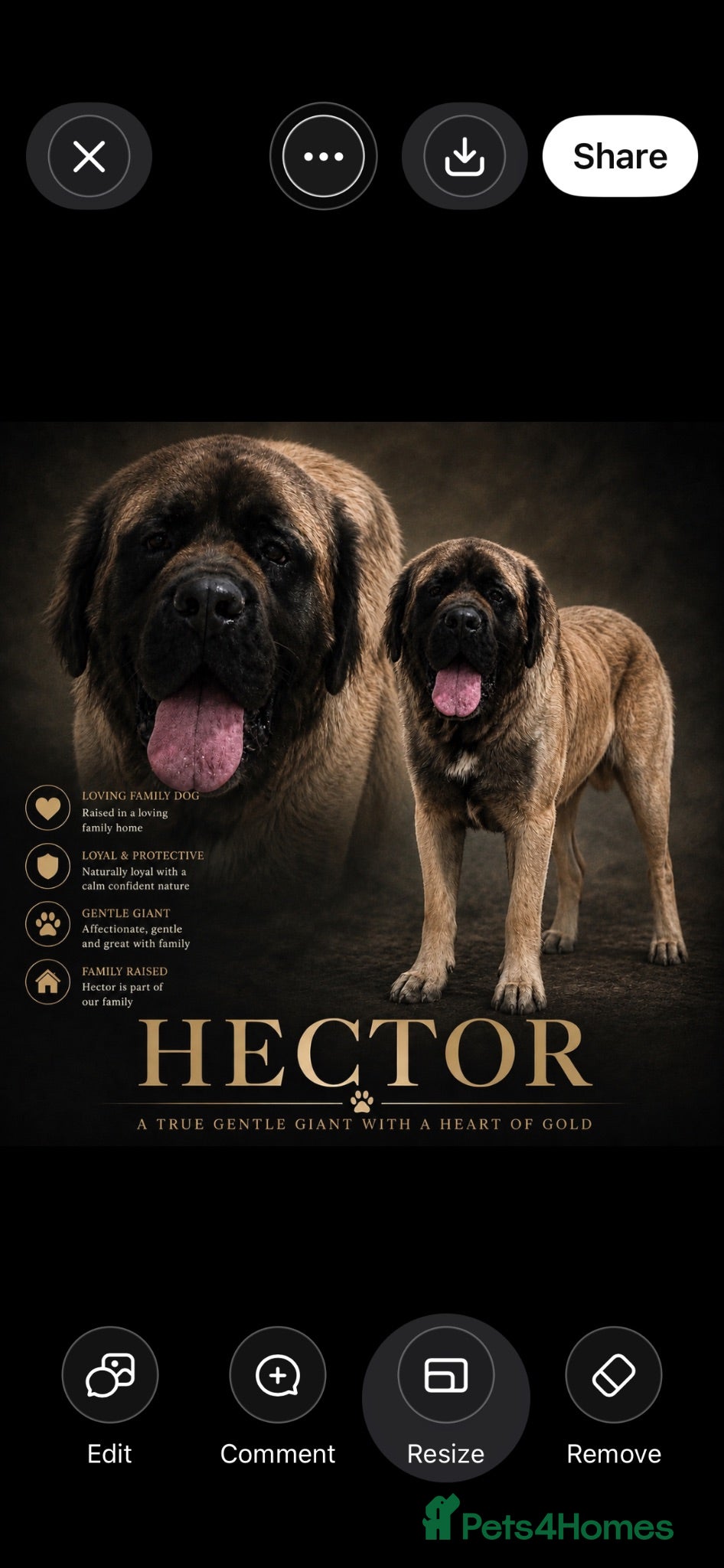 Mastiff dogs Hector 🐾 FOR STUD ONLY - Advert 1