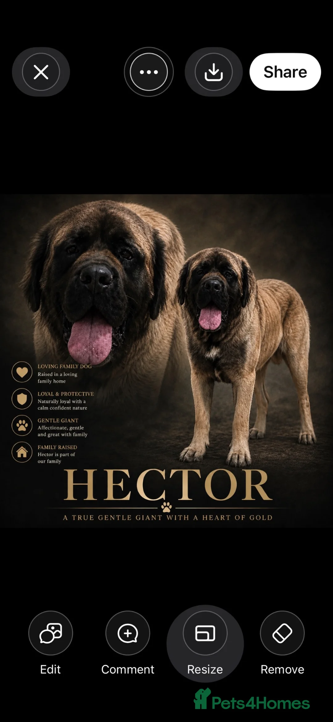 Mastiff dogs for stud: Hector 🐾 FOR STUD ONLY in Huddersfield - Advert 1