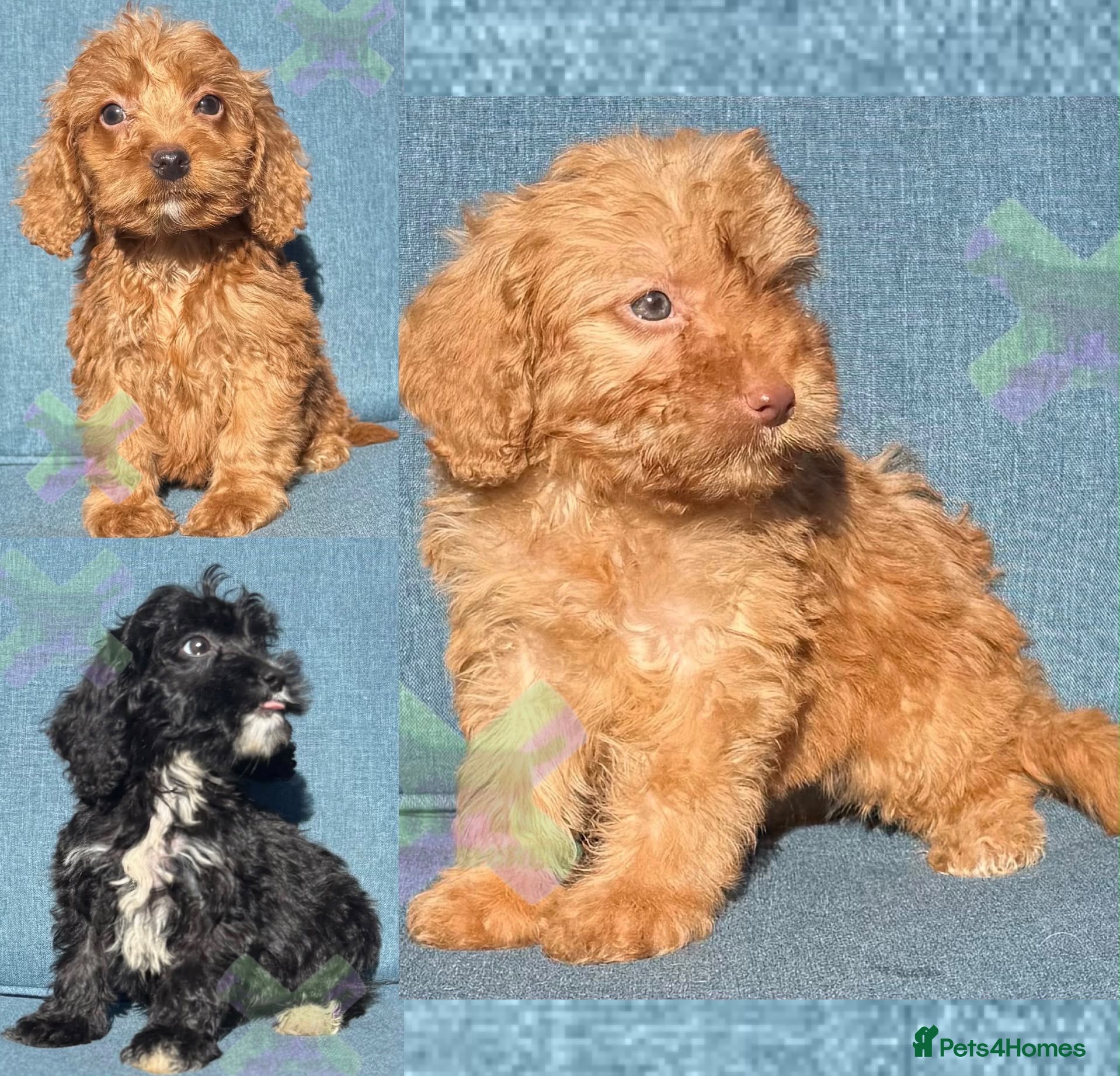 Cockapoo dogs F1 mini Cockapoo’s 30 dna health tested clear  - Advert 1