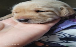 Labrador Retriever dogs for sale: 6 beautiful Labrador (all reserved)  - Advert 14