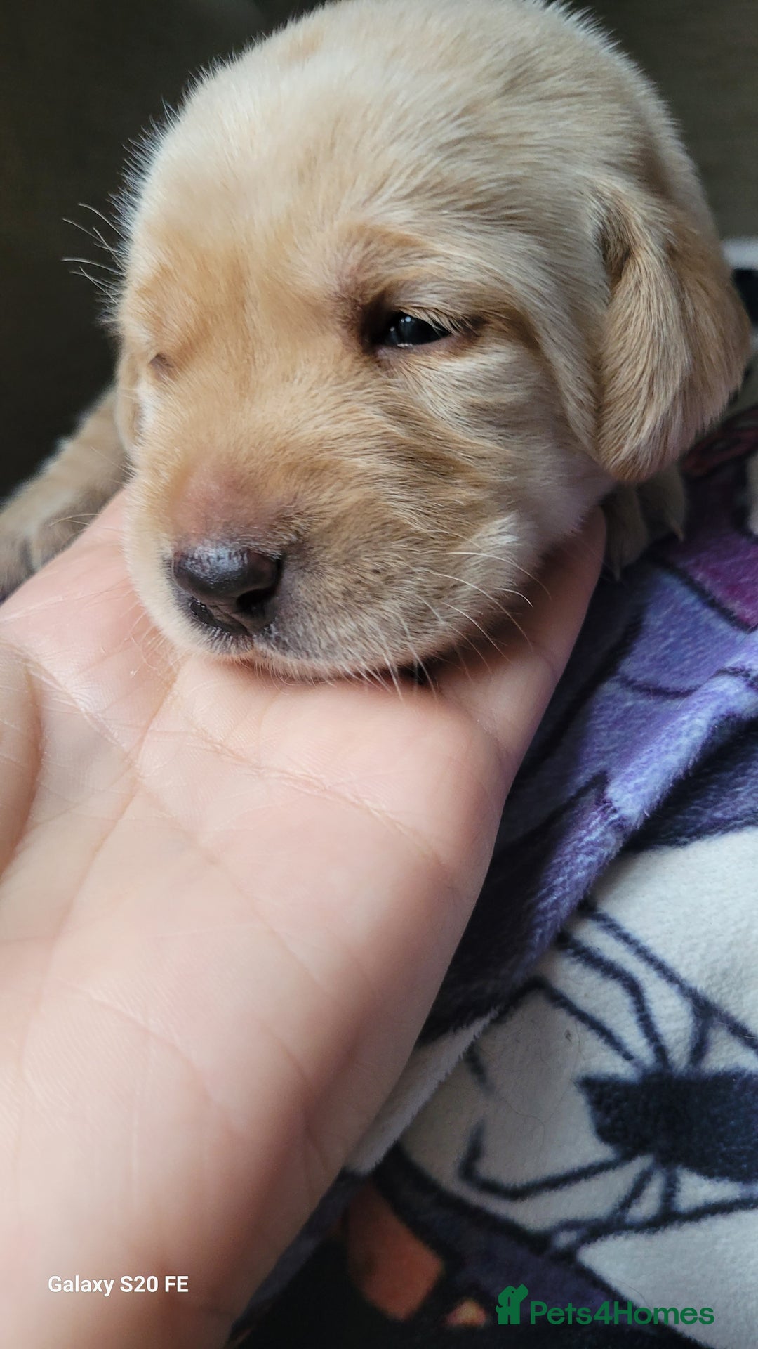 Labrador Retriever dogs for sale: 6 beautiful Labrador (all reserved)  - Advert 14