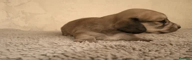 Miniature Dachshund Puppy 7