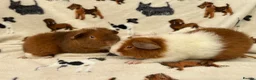 Guinea Pig rodents for sale: Baby Guinea pigs  - Advert 11