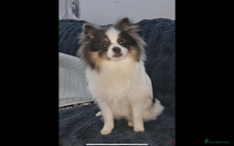 Pomeranian dogs for sale: Rare Pomeranian blue eyed puppys - rare colours - Image 10