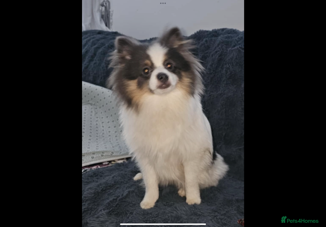 Pomeranian dogs for sale: Rare Pomeranian blue eyed puppys - rare colours - Image 10
