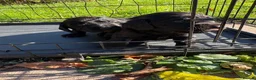 Cocker Spaniel dogs for sale: Kc registered Cocker spaniel pups for sale  in Hereford - Advert 5
