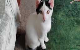 Mixed Breed cats for sale: 5 lovely kittens - Image 15