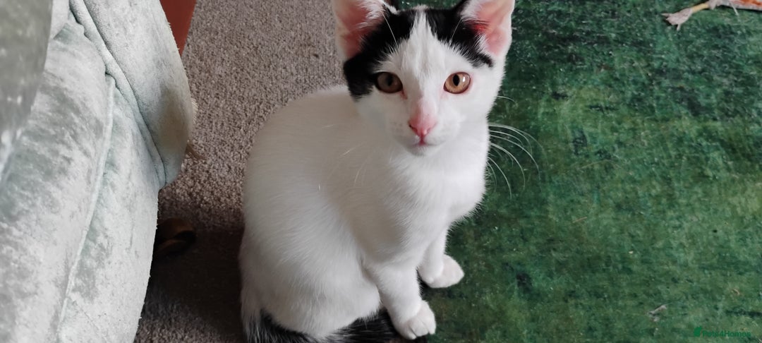 Mixed Breed cats for sale: 5 lovely kittens - Image 15