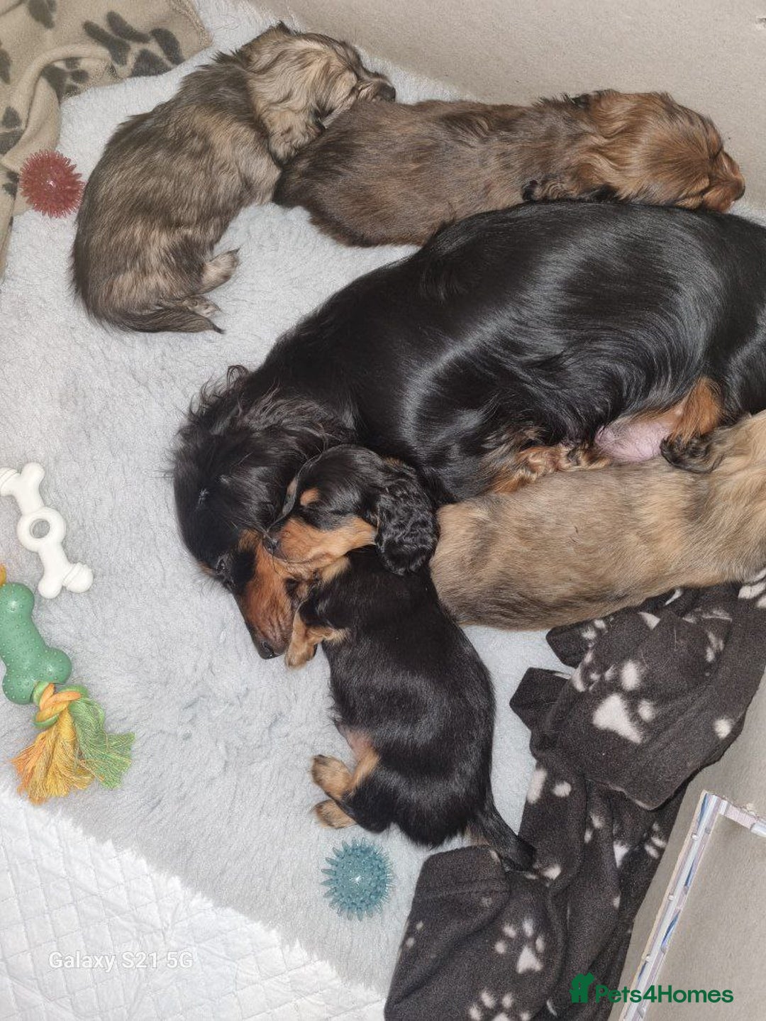 Miniature Dachshund dogs for sale: Miniature Dachshund Puppies - Image 2