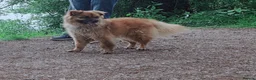 Mixed Breed dogs for adoption: ALFIE, 4 yrs, 16kg, sociable, loves people & dogs in Newark - Advert 2