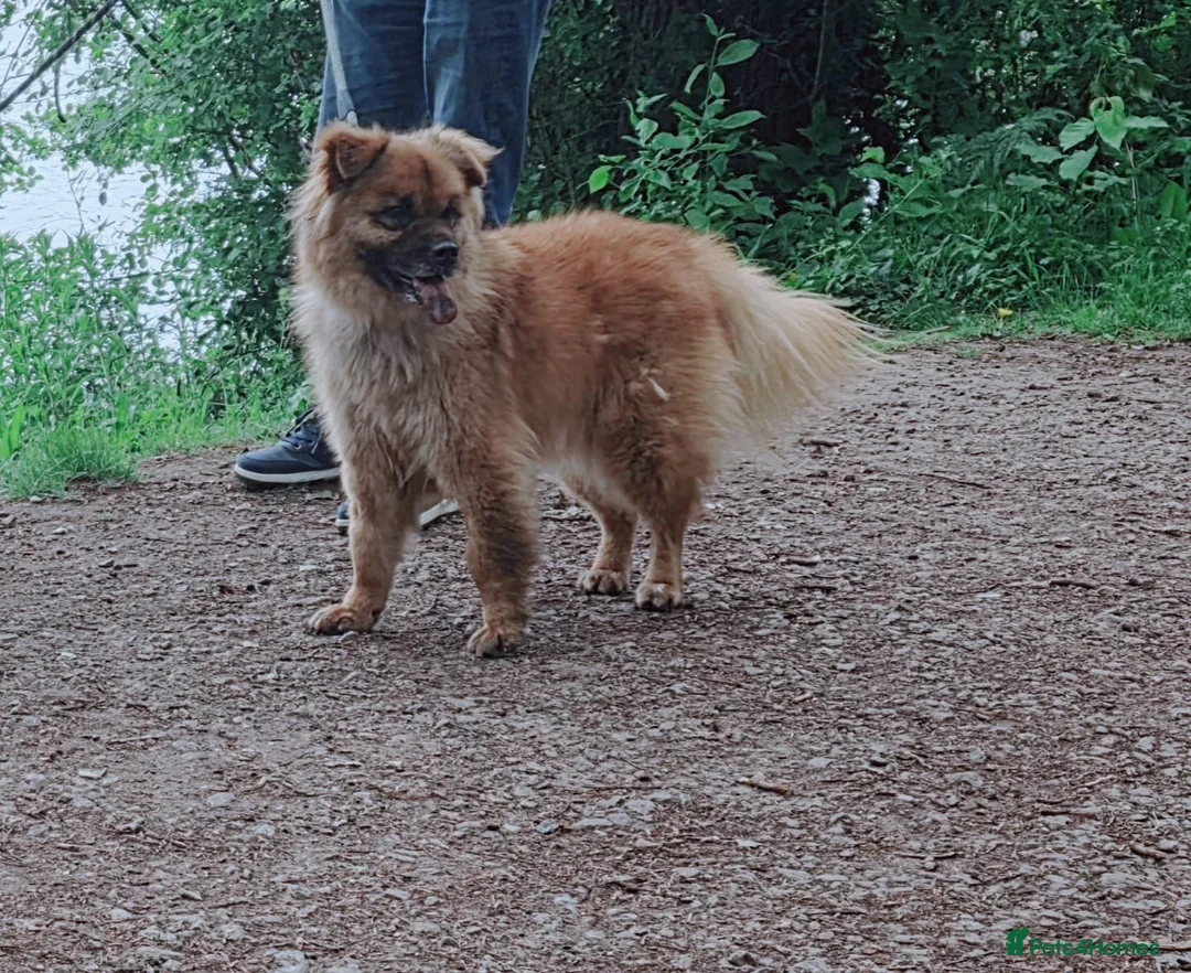 Mixed Breed dogs for adoption: ALFIE, 4 yrs, 16kg, sociable, loves people & dogs in Newark - Advert 2