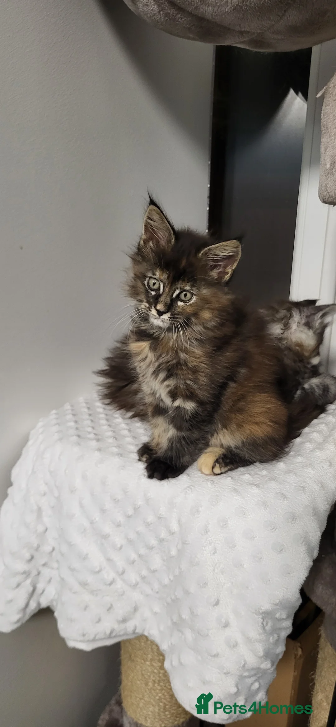 Maine Coon cats for sale: GCCF - Maine Coon Kittens - Advert 13