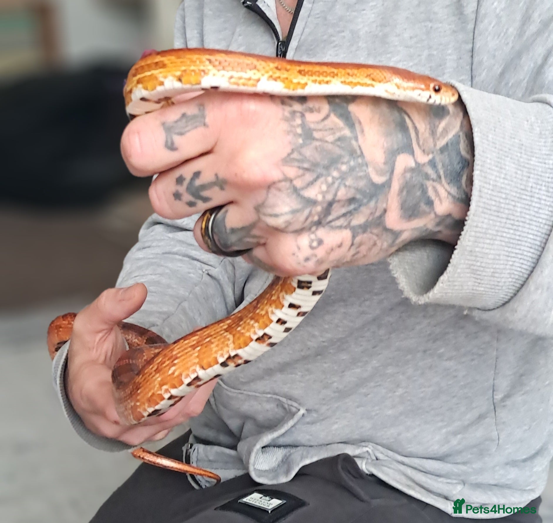 Corn Snake reptiles for sale: Calefornian Caramel Corn Snake - Advert 3