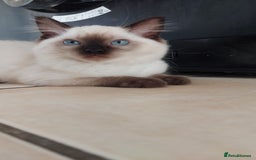 Ragdoll cats for sale: Ragdoll Kittens Championship DNA tested GCCF reg - Image 13