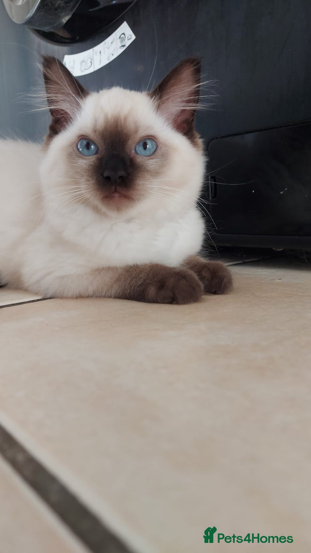 Ragdoll cats for sale: Ragdoll Kittens Championship DNA tested GCCF reg - Image 13