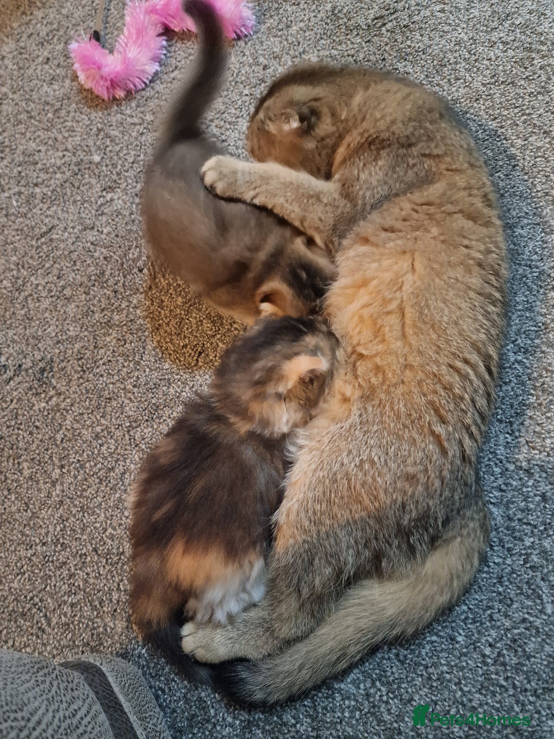 Scottish Fold cats for sale: TICA REGISTERED SCOTTISH BABIES  - Image 4