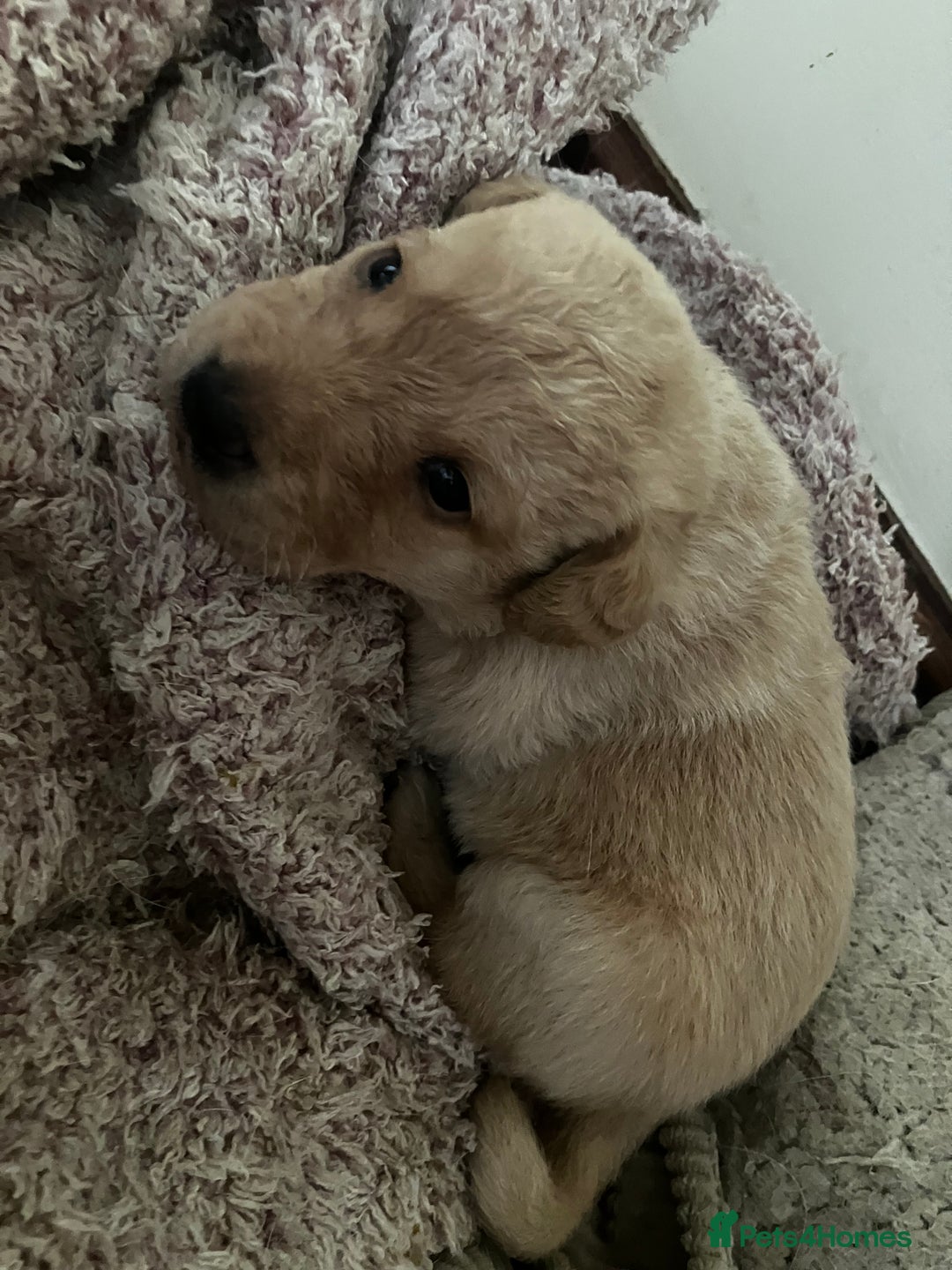 Labrador Retriever dogs for sale: Quality kc Labrador puppies 4 Males Ready Now - Image 13