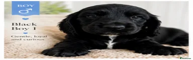 Cocker Spaniel 4