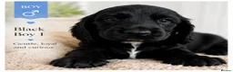 Cocker Spaniel dogs for sale: Adorable show type cocker spaniel puppy’s  - Advert 3