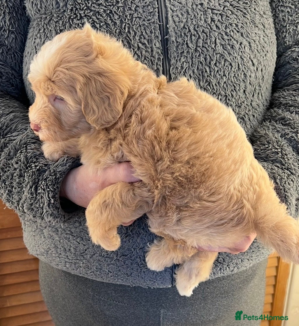 Labradoodle dogs LAST ONE! Mini Labradoodle READY NOW! - Advert 2