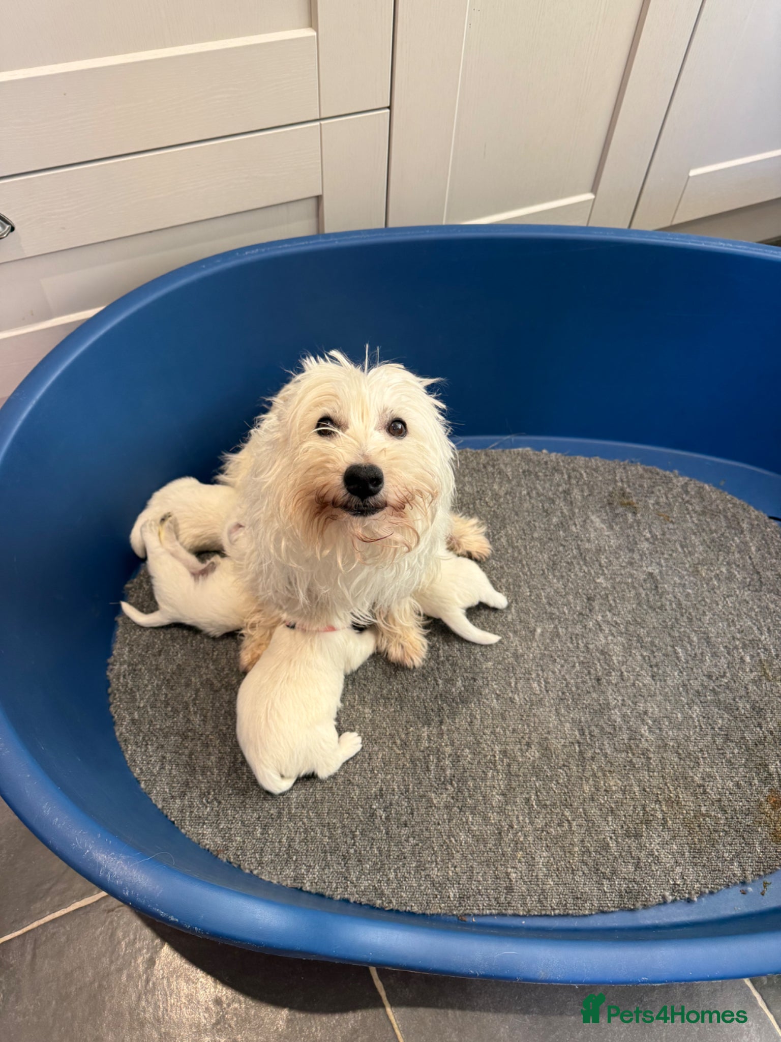 West Highland Terrier dogs KC REGISTERED Boys & Girl - Advert 2
