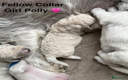 Poochon dogs for sale: Beautiful Poochon Puppies – Ready for Viewing - Image 17